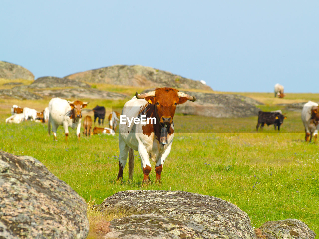 Cows on green field