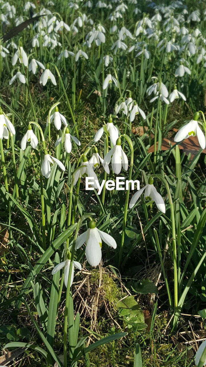 CLOSE-UP OF WHITE FLOWERING PLANTS ON LAND