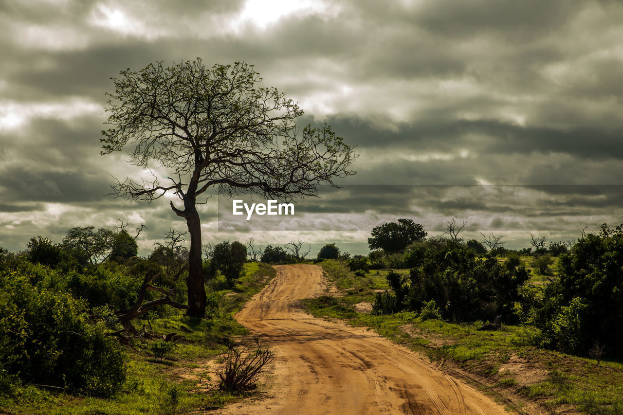 nature, tree, plant, cloud, sky, landscape, environment, rural area, hill, natural environment, soil, land, forest, beauty in nature, storm, savanna, road, scenics - nature, grass, field, dramatic sky, storm cloud, cloudscape, no people, dirt road, overcast, morning, horizon, outdoors, the way forward, rural scene, dirt, tranquility, non-urban scene, green, transportation, travel, travel destinations, growth, tranquil scene, moody sky