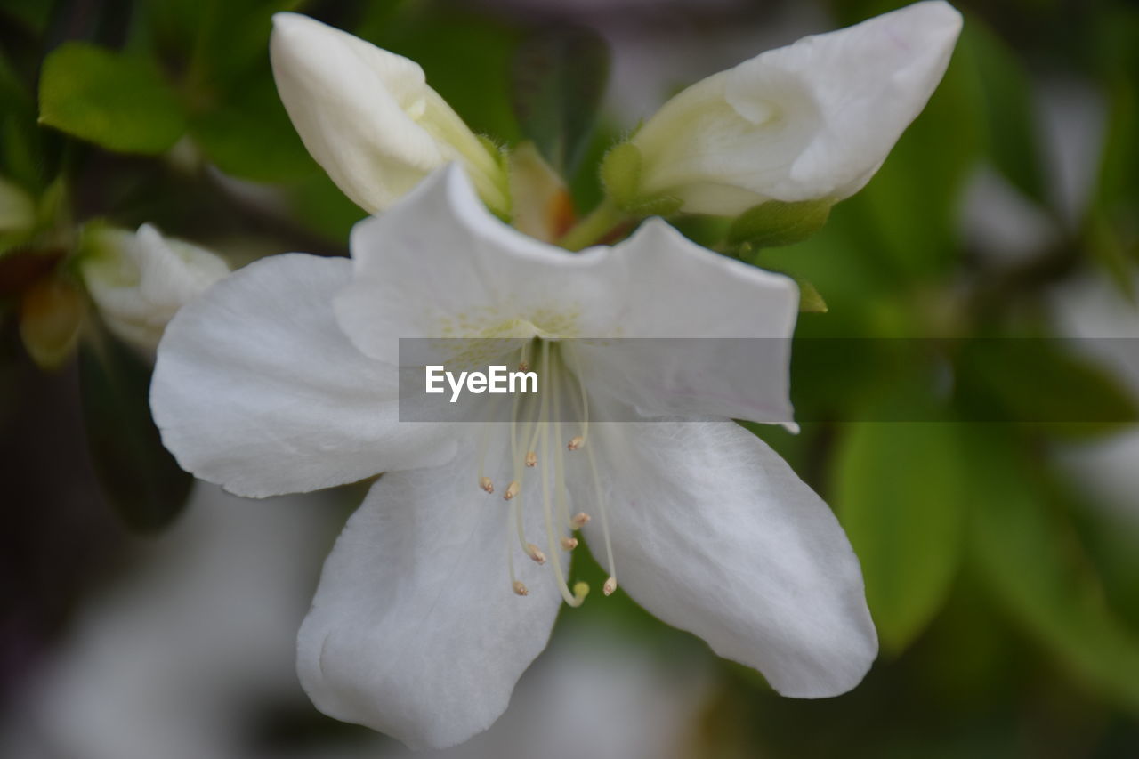 CLOSE-UP OF WHITE FLOWERS BLOOMING OUTDOORS