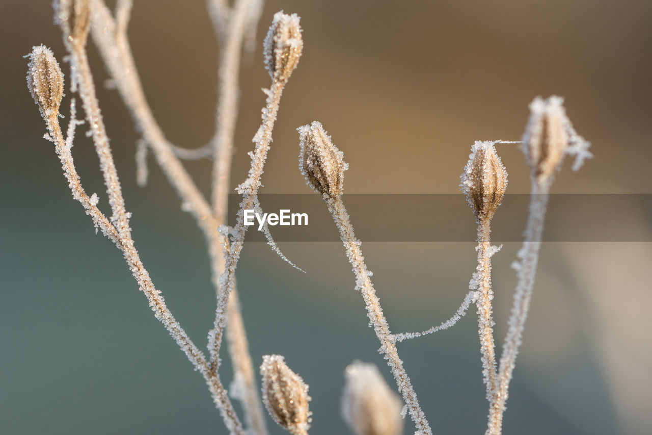 Close-up of frozen plant