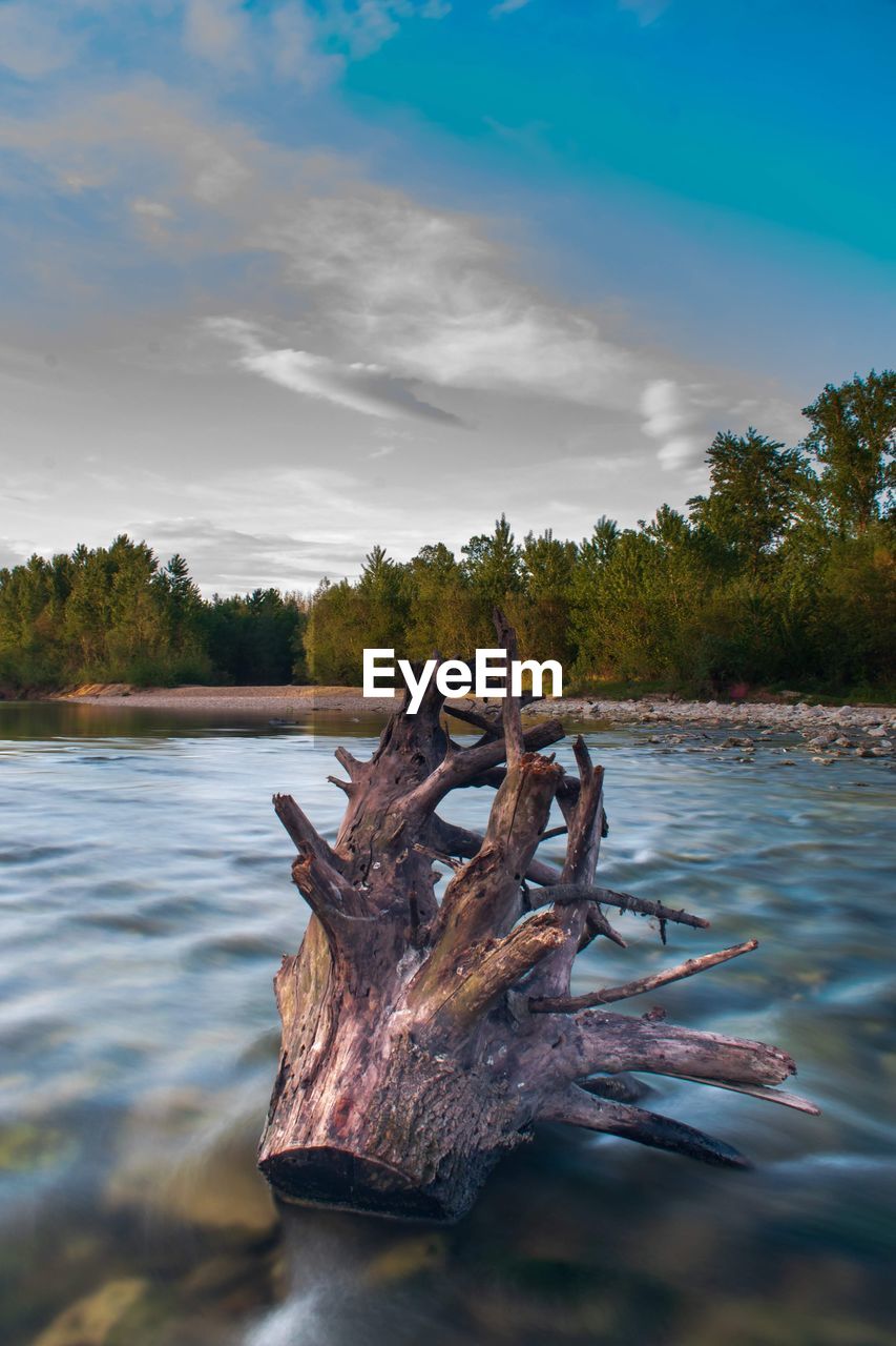 Driftwood on wood by lake against sky