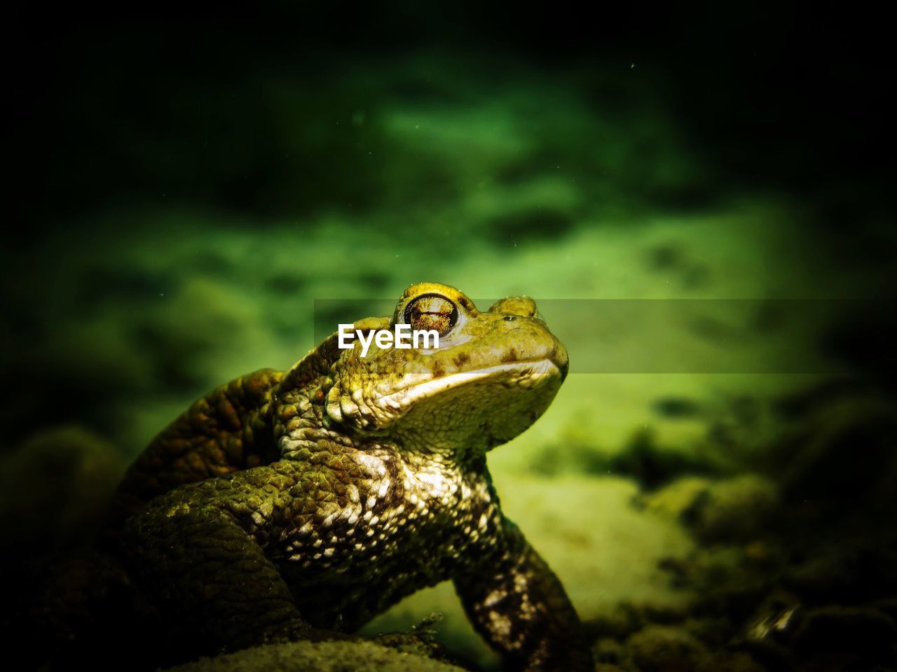 CLOSE-UP OF FROG ON ROCK