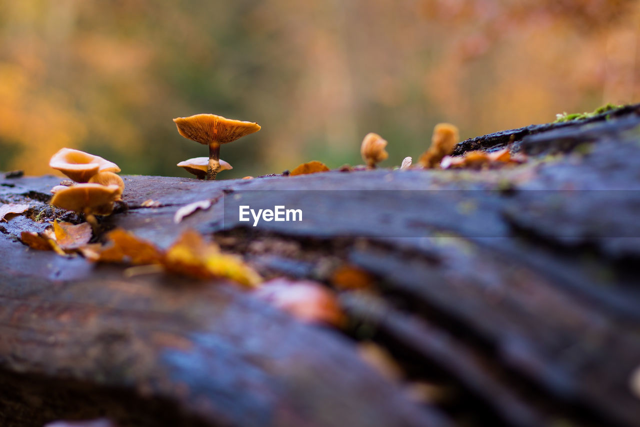 CLOSE-UP OF MUSHROOM GROWING ON AUTUMN