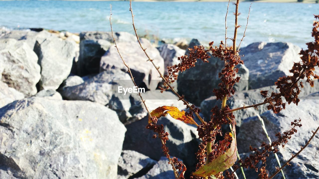 Close-up of rocks on shore