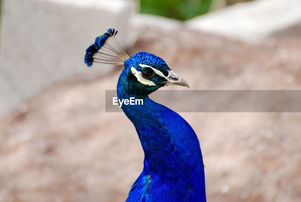 Close-up side view of a peacock