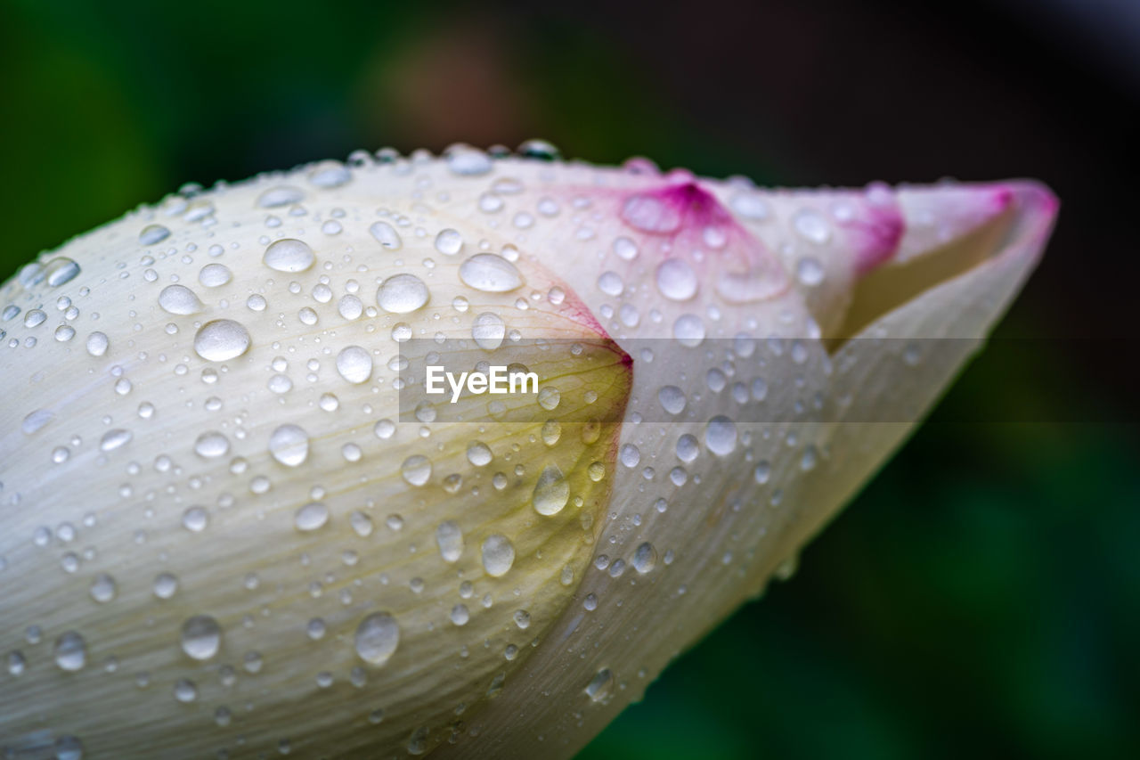 drop, water, wet, plant, close-up, flower, freshness, petal, beauty in nature, flowering plant, macro photography, nature, moisture, dew, growth, fragility, rain, leaf, no people, plant stem, inflorescence, outdoors, focus on foreground, raindrop, flower head, purity, yellow, selective focus