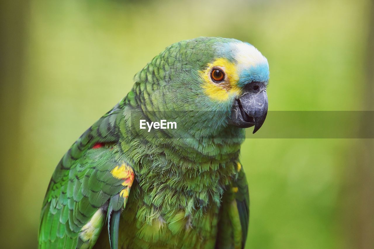Blue-fronted amazon parrot