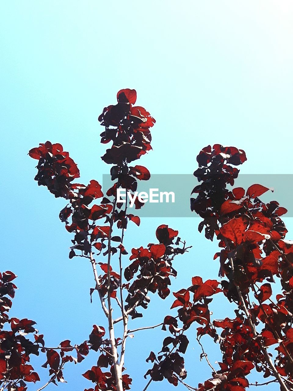 LOW ANGLE VIEW OF RED TREE AGAINST SKY