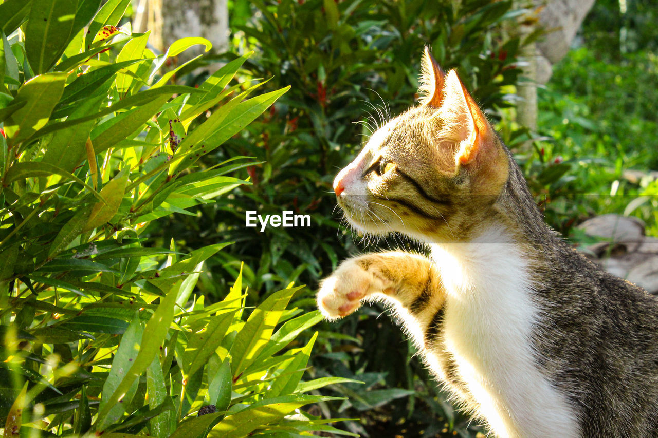 Little cat playing in the flower garden 