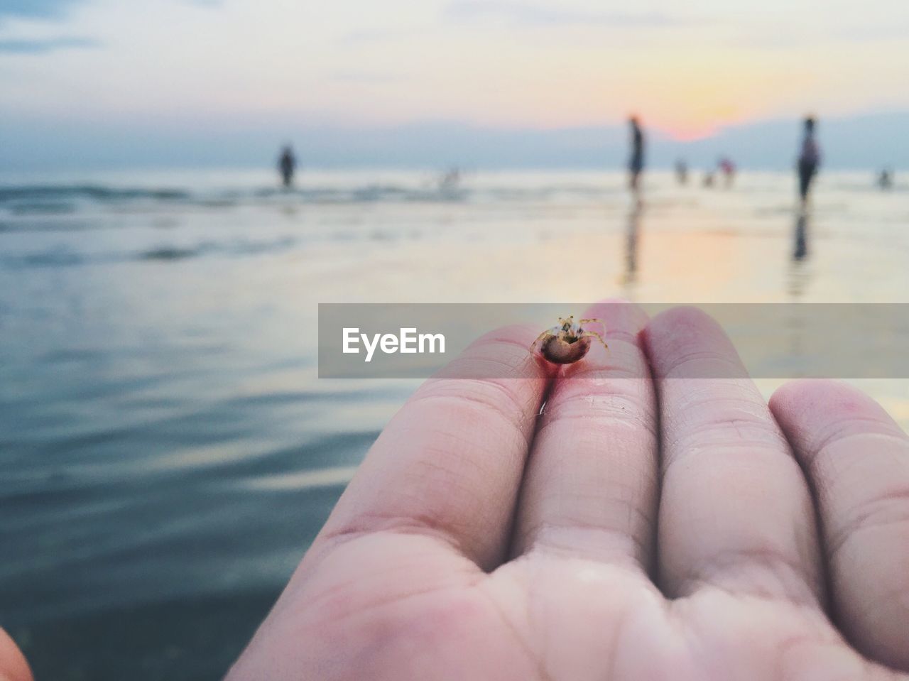 Cropped image of hand holding crab at beach