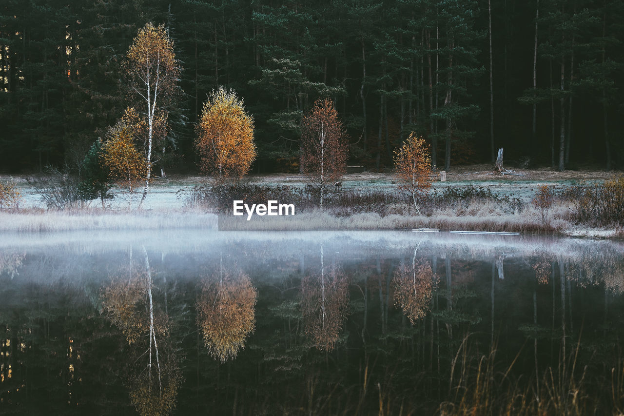 Panoramic view of lake in forest