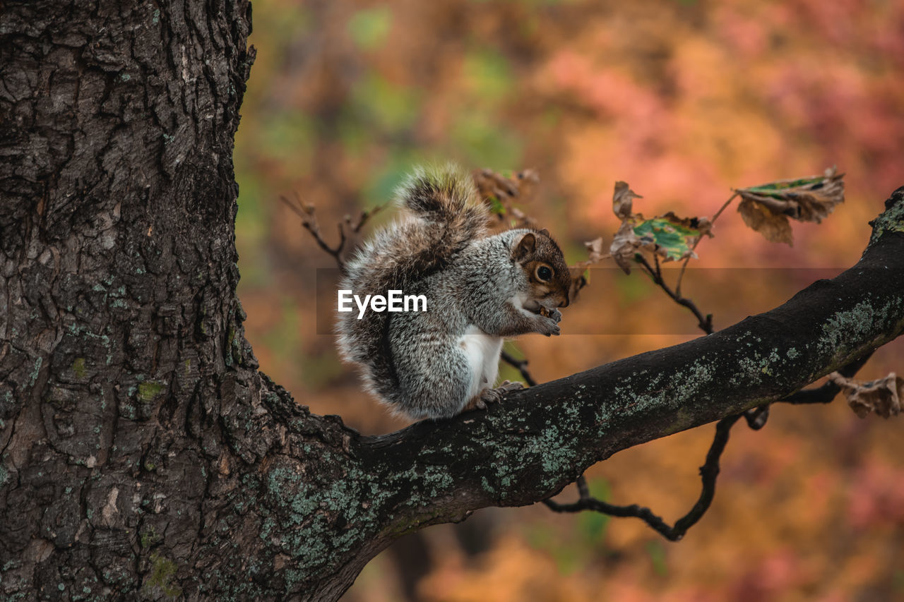 Close-up of squirrel on tree trunk