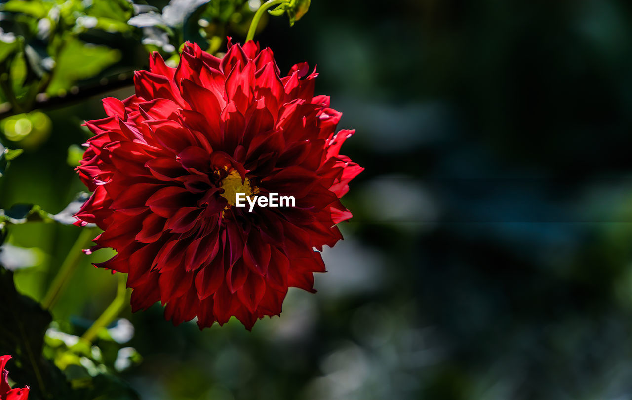 CLOSE-UP OF RED DAHLIA FLOWERS