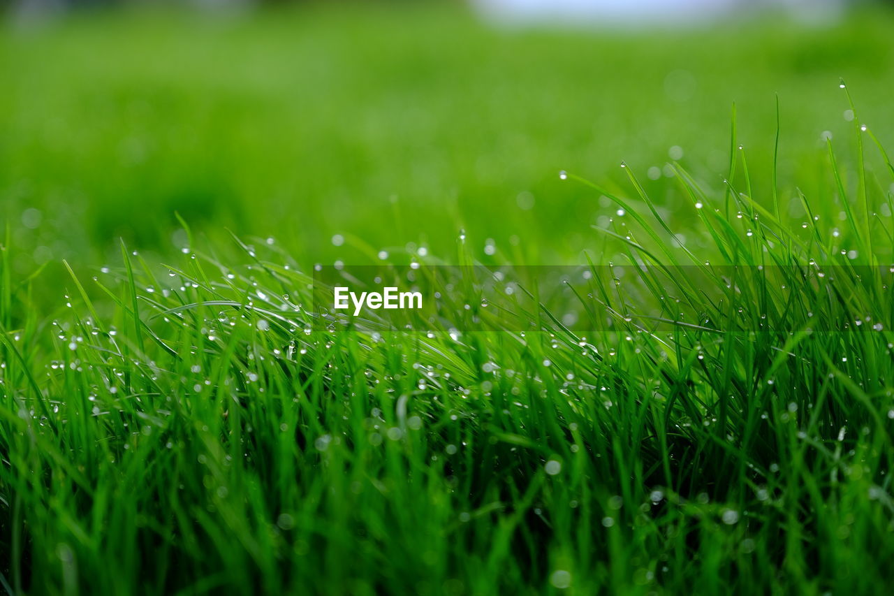 Close-up of raindrops on grass