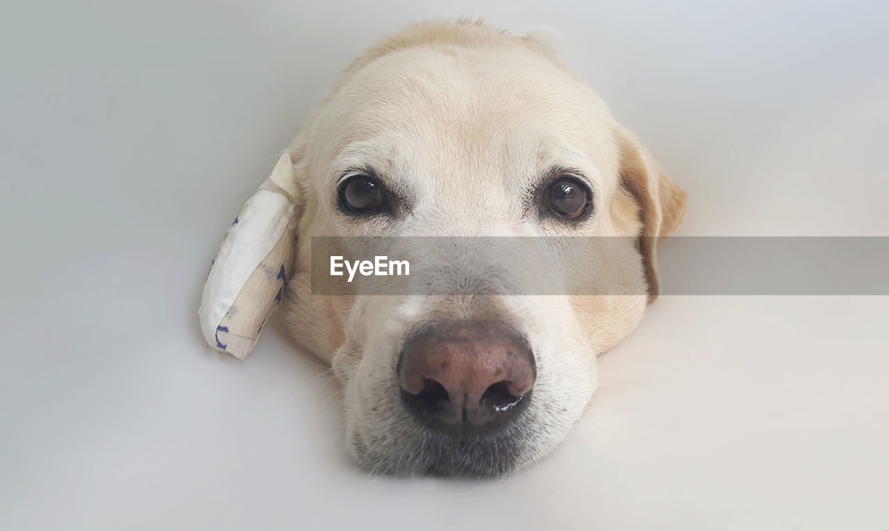 Close-up portrait of yellow labrador retriever wearing protective collar
