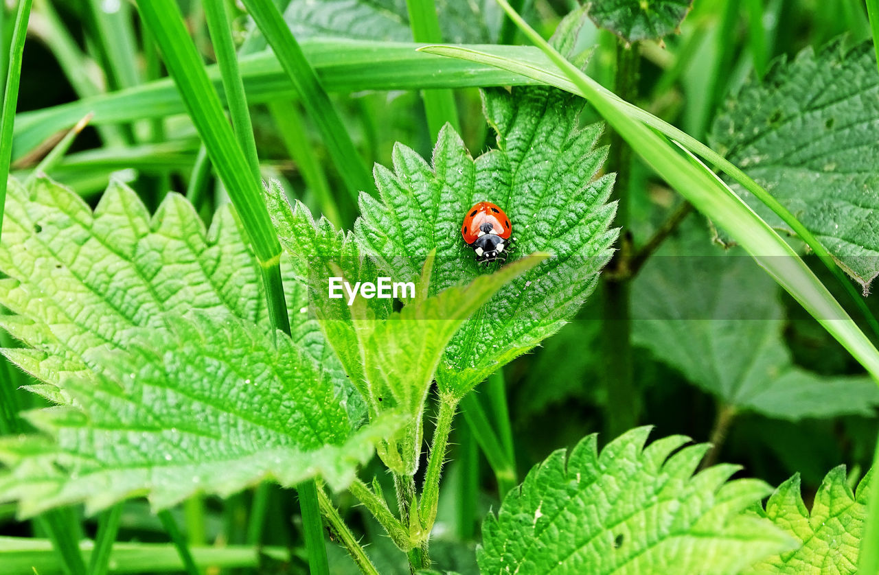 LADYBUG ON GREEN LEAF