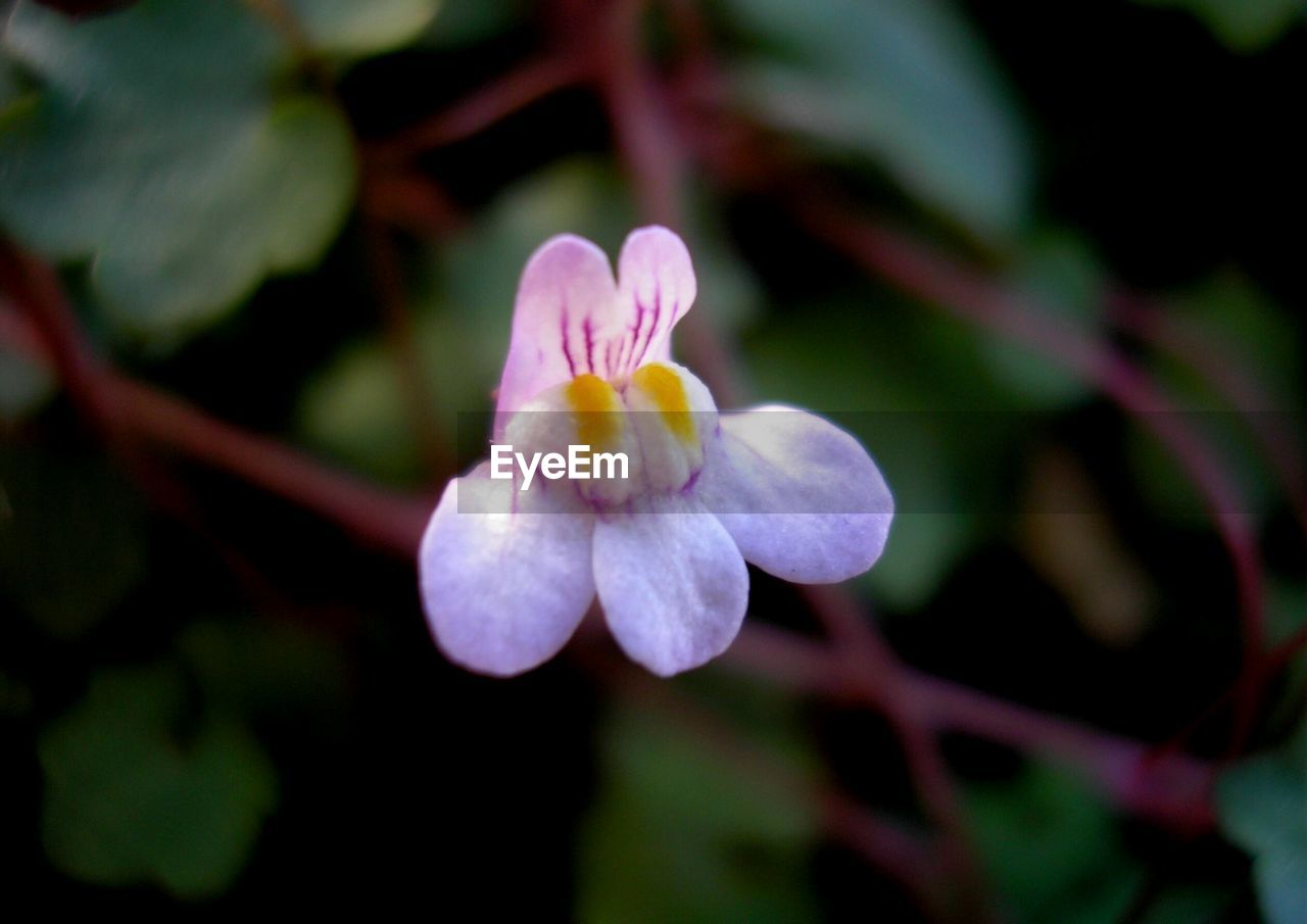 CLOSE-UP OF FRESH WHITE FLOWER BLOOMING OUTDOORS