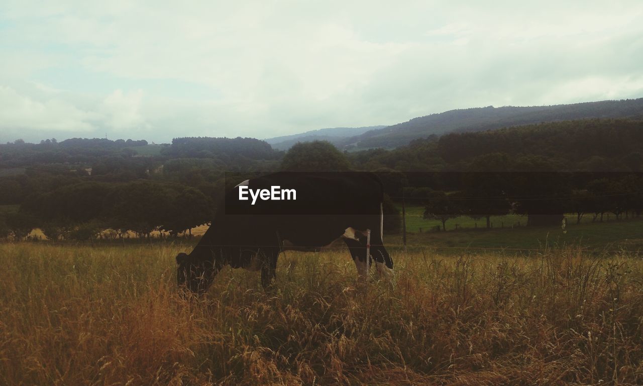 SHEEP GRAZING ON GRASSY FIELD