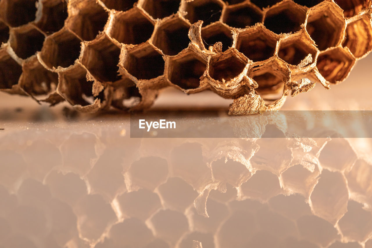 CLOSE-UP OF BEES ON A LEAF