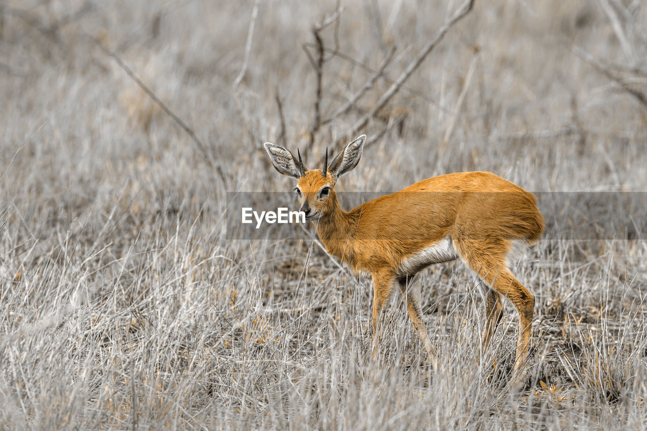 Deer standing on land