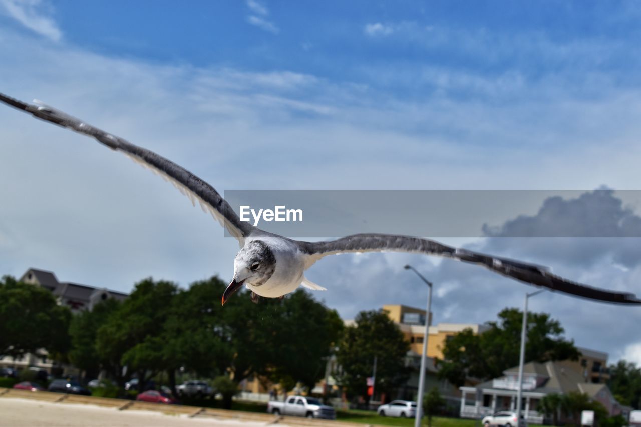 Seagulls flying in sky