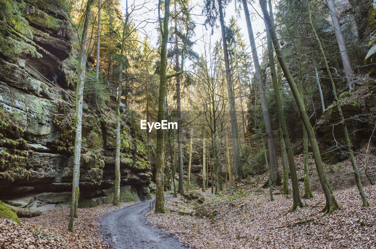 Dirt road amidst trees in forest