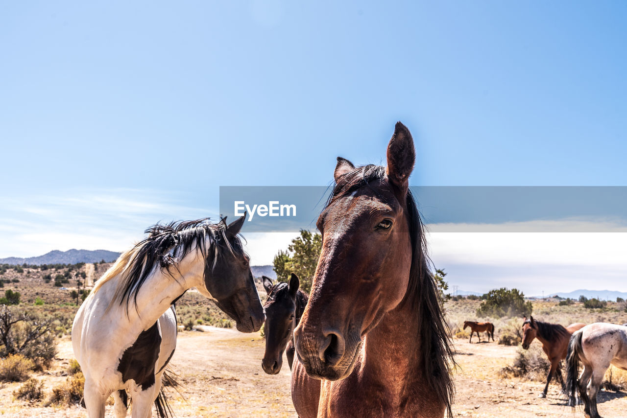 Small herd of wild horses in nevada desert landscape