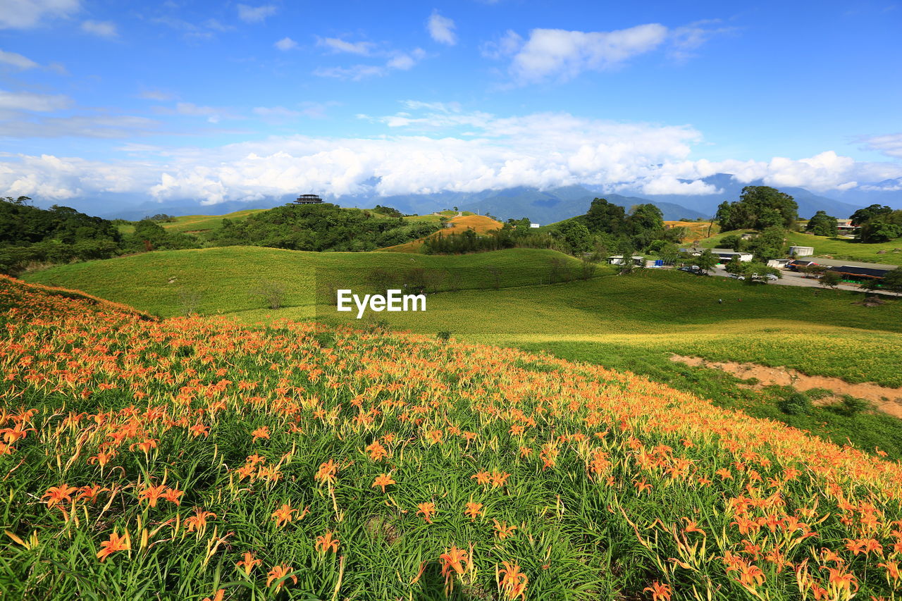 Scenic view of field against sky