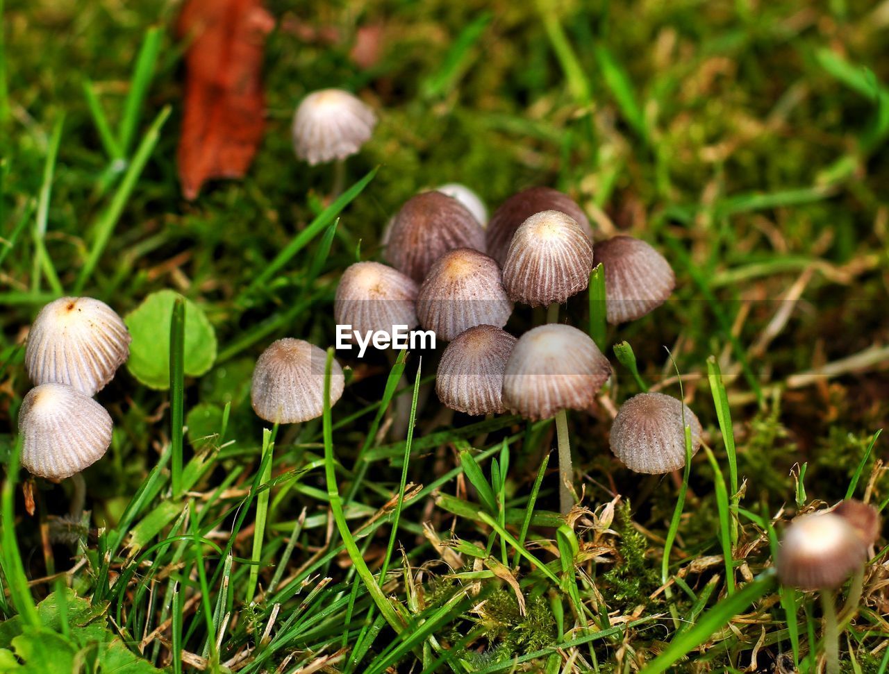 Mushroom Nature Fungus Beauty In Nature Growth Outdoors Toadstool Close-up Plant No People Day Fragility Flower Grass Freshness
