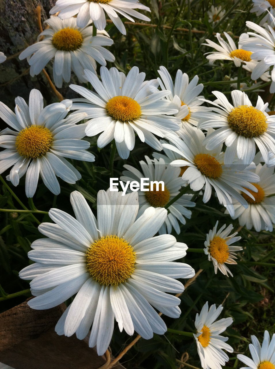 CLOSE-UP OF WHITE DAISY BLOOMING OUTDOORS