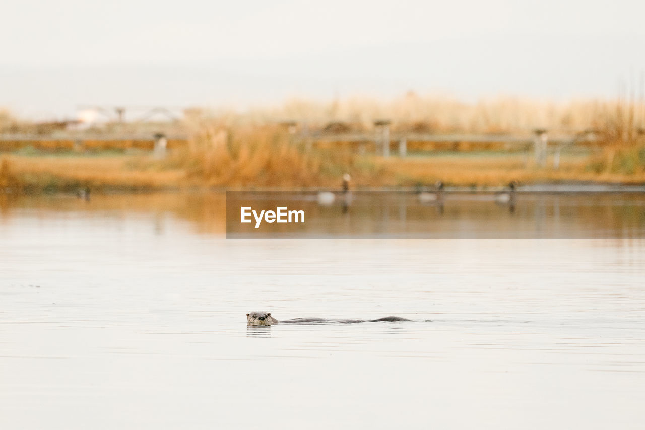 Straight on view of an otter swimming in a pond