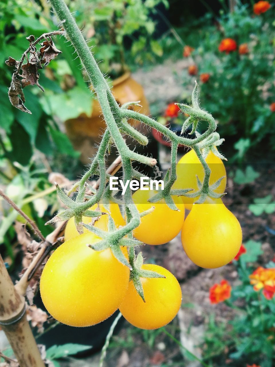 Close-up of yellow tomatoes growing in vegetable garden