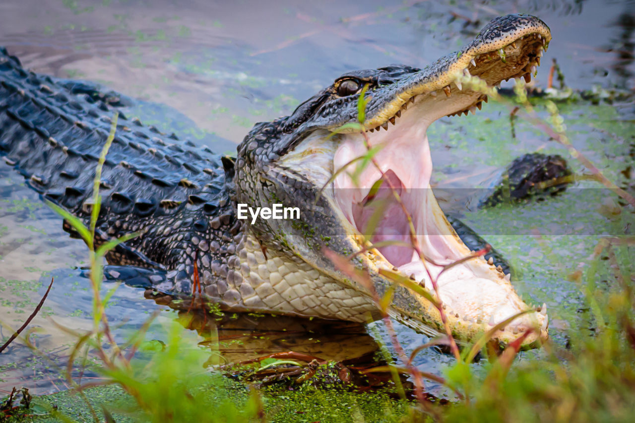 CLOSE-UP OF A REPTILE IN THE SWAMP