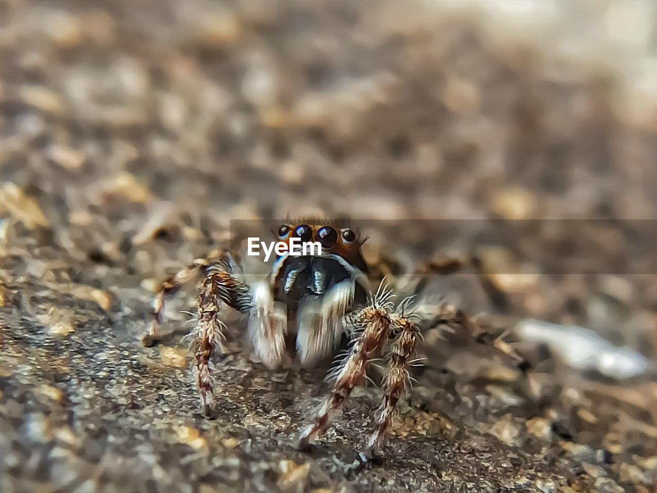 CLOSE-UP OF SPIDER ON THE LAND