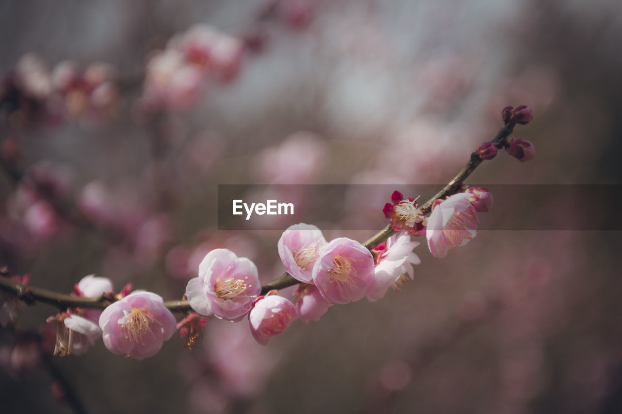 Close-up of pink cherry blossom