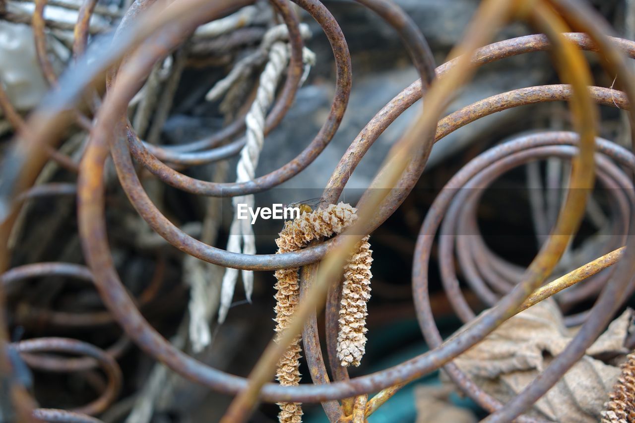 Close-up of catkin on metal