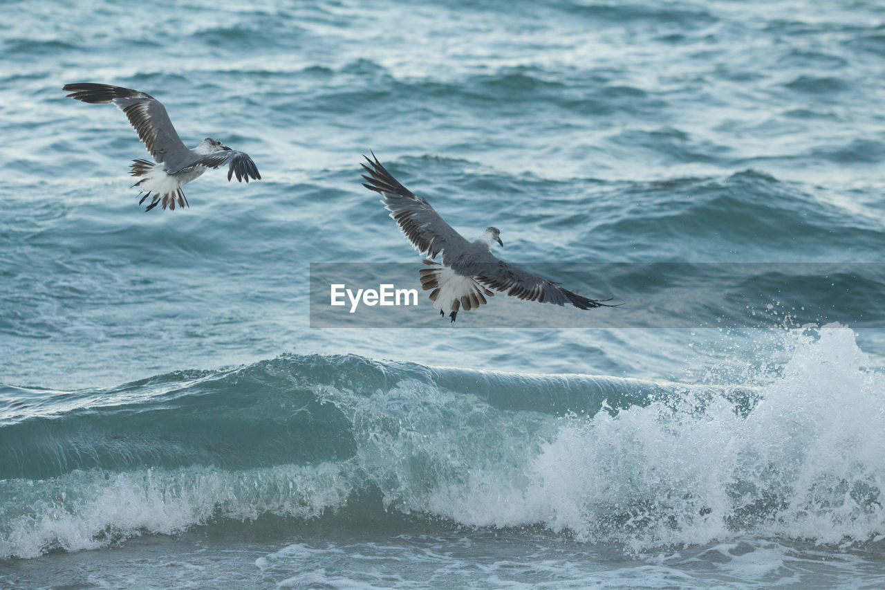 Seagulls flying over sea