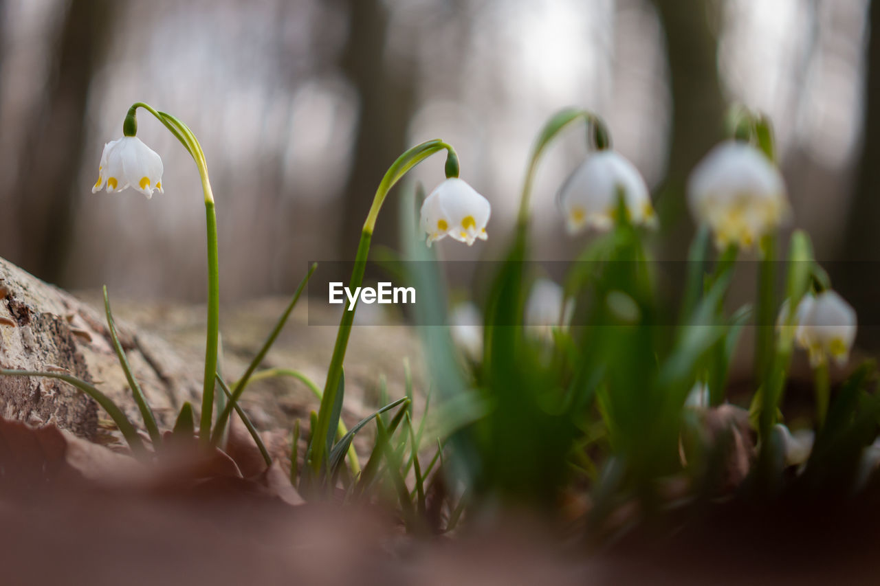plant, flower, flowering plant, green, beauty in nature, snowdrop, nature, freshness, growth, selective focus, close-up, no people, fragility, macro photography, springtime, outdoors, land, day, white, grass, petal, environment, plant stem, flower head