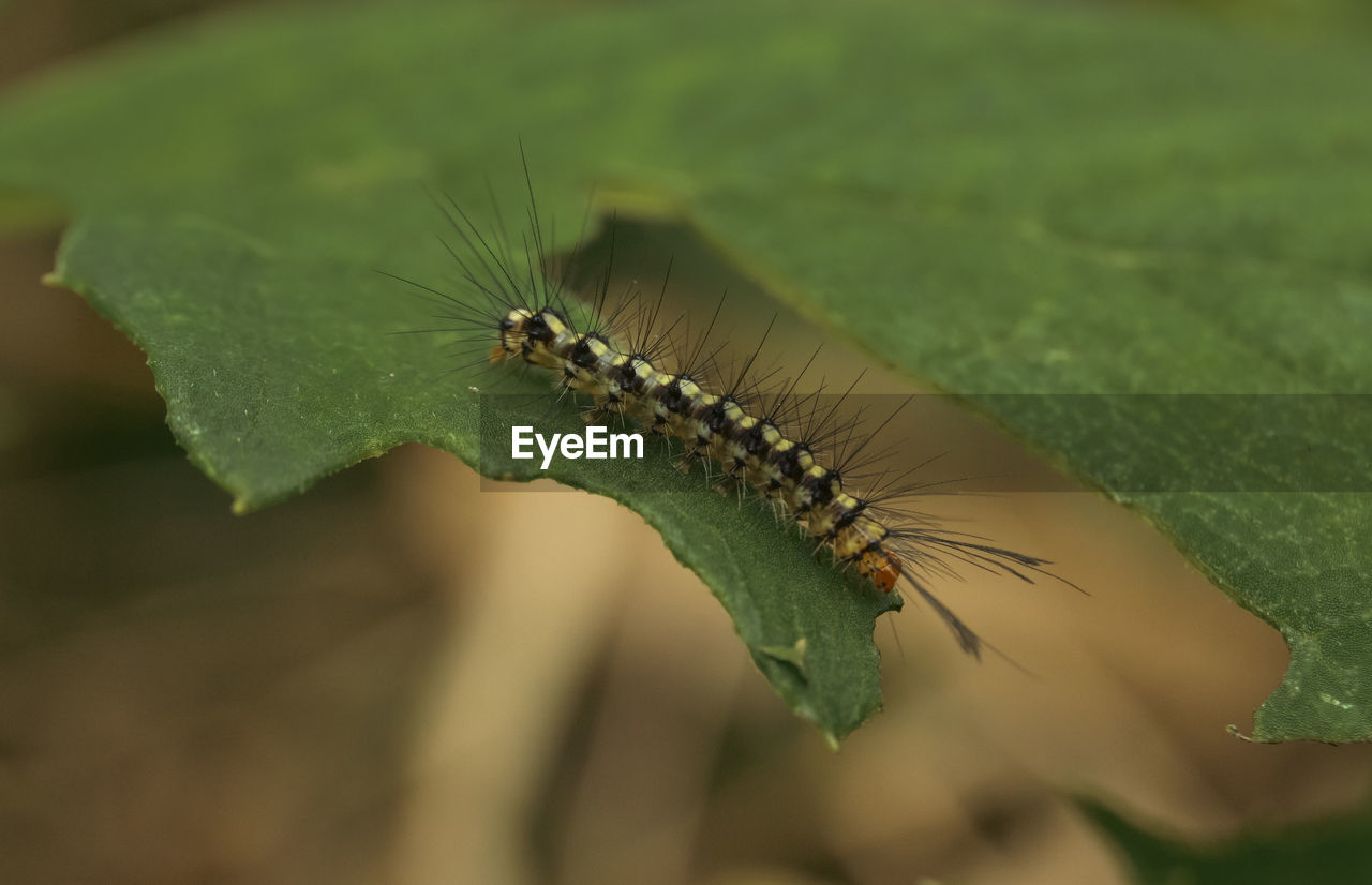 green, caterpillar, moths and butterflies, animal themes, animal, animal wildlife, close-up, nature, insect, one animal, macro photography, wildlife, larva, leaf, plant part, plant, no people, plant stem, outdoors, macro, selective focus, beauty in nature, day, focus on foreground, environment, worm, grass, animal body part