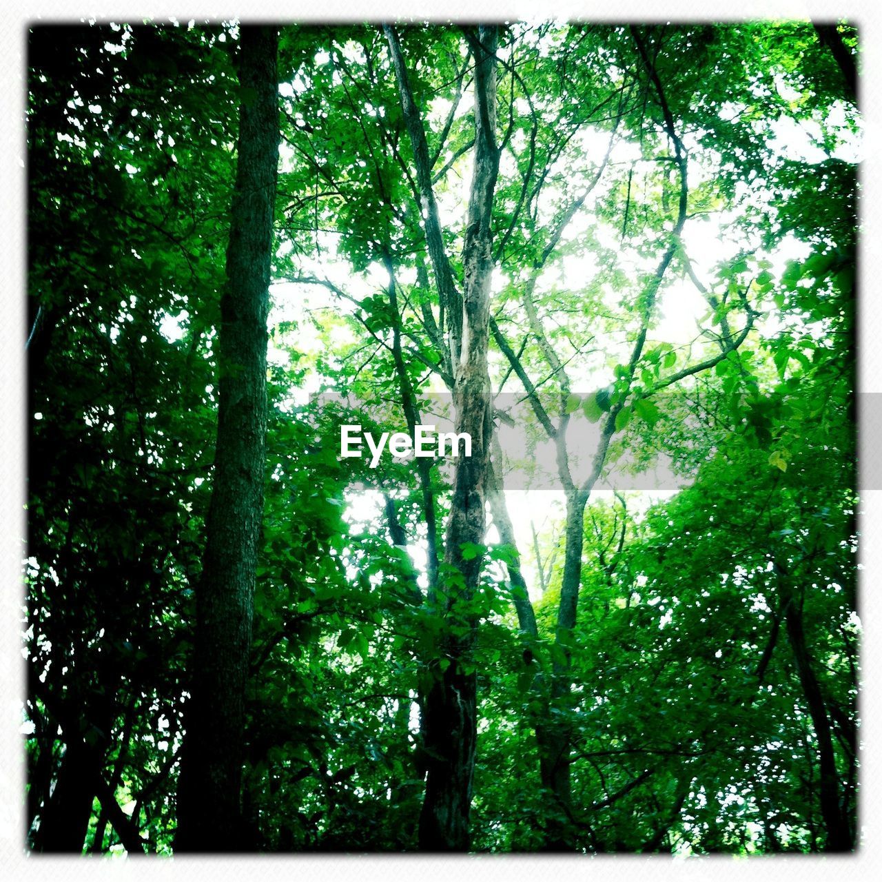 LOW ANGLE VIEW OF TREES IN FOREST