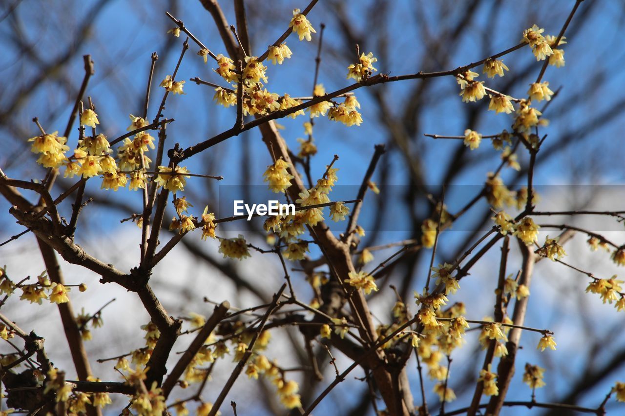 Low angle view of flowering plant against sky