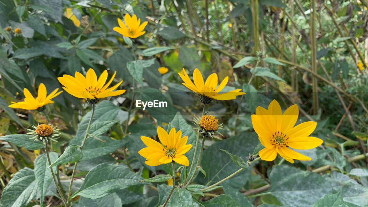 CLOSE-UP OF YELLOW FLOWERING PLANT