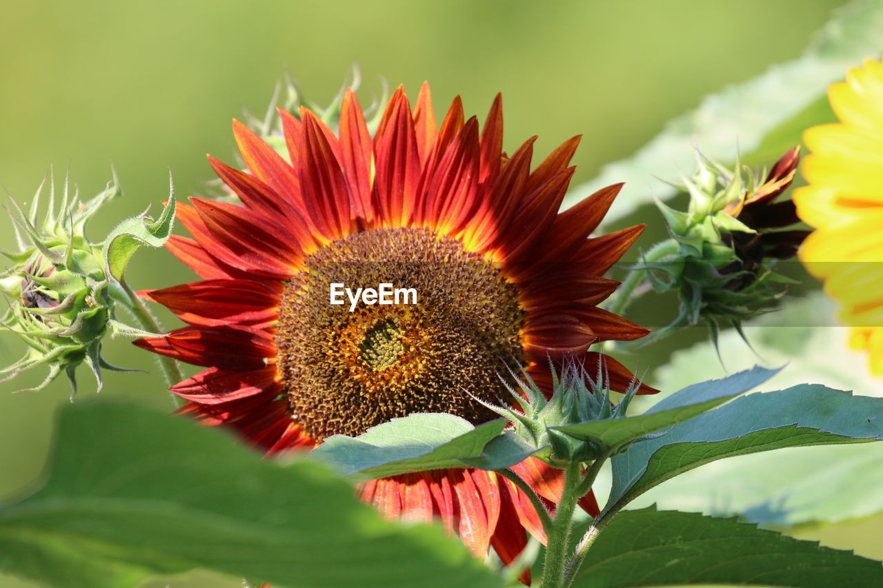 plant, flower, flowering plant, beauty in nature, freshness, sunflower, nature, flower head, growth, plant part, leaf, petal, close-up, inflorescence, fragility, yellow, macro photography, no people, environment, summer, pollen, red, landscape, outdoors, green, blossom, vibrant color, multi colored, land, springtime, sunlight, botany, wildflower, sky, rural scene, animal wildlife, animal themes, field, focus on foreground, agriculture, food, sunflower seed, animal