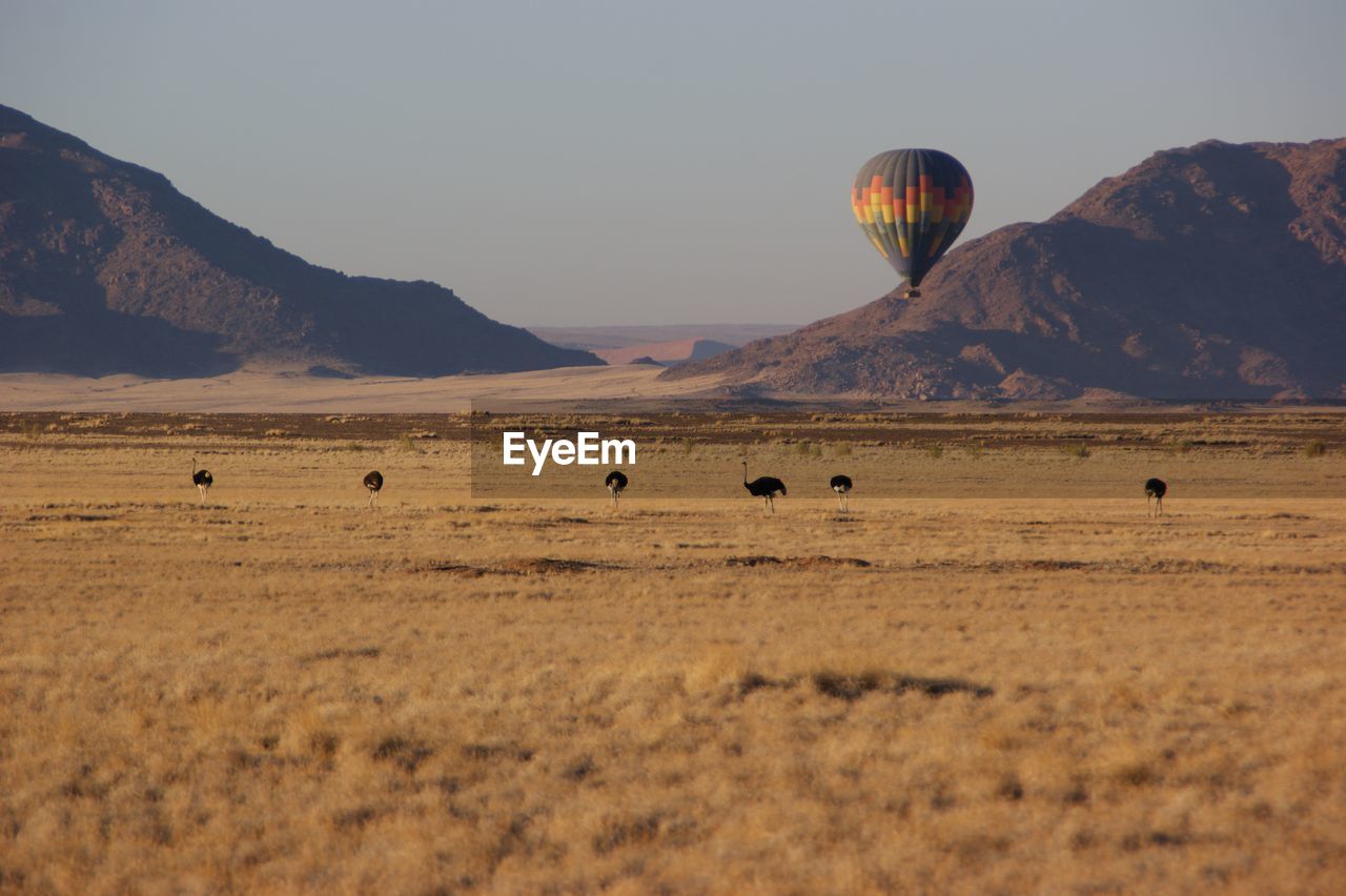 View of hot air balloons in field