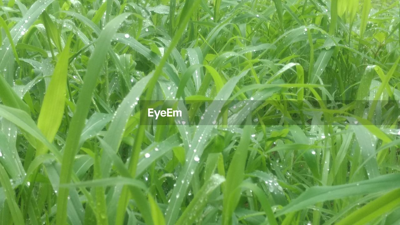 CLOSE-UP OF WET PLANTS ON FIELD