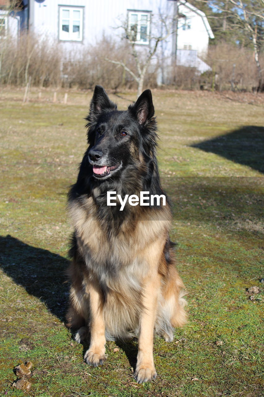 Portrait of a dog sitting on field