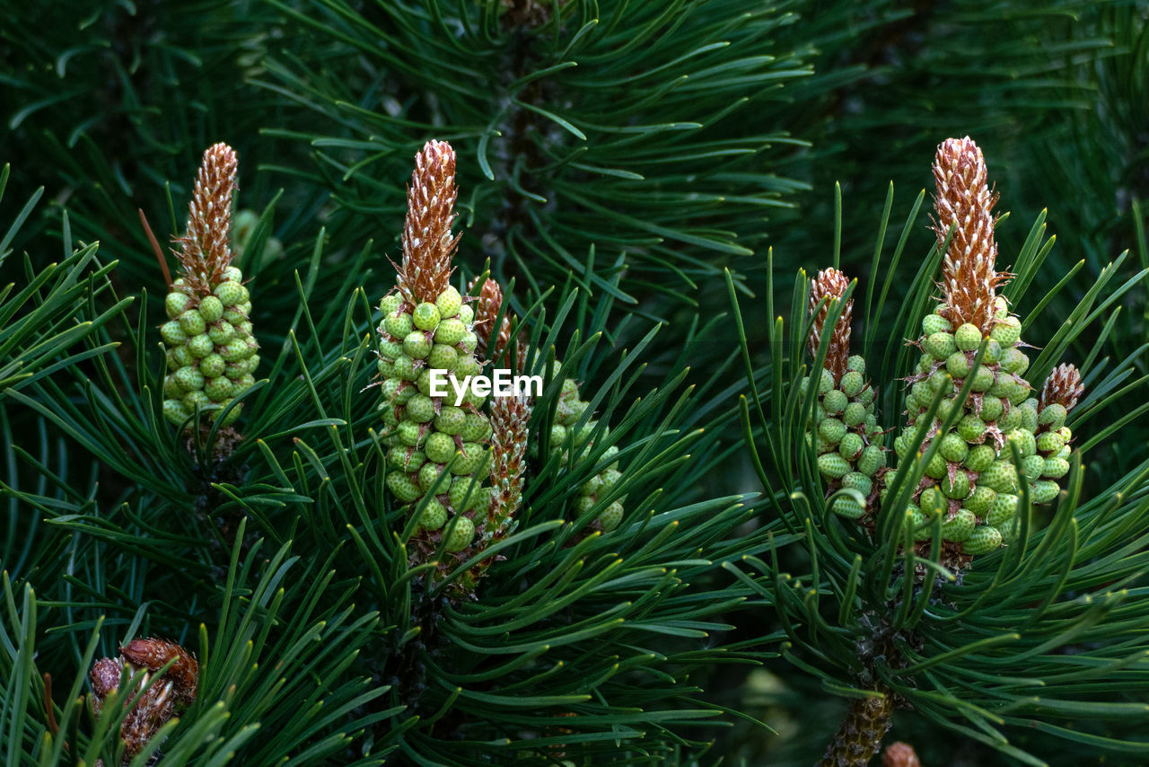 Blooms of dwarf mountain pine - pinus mugo inflorescence closeup