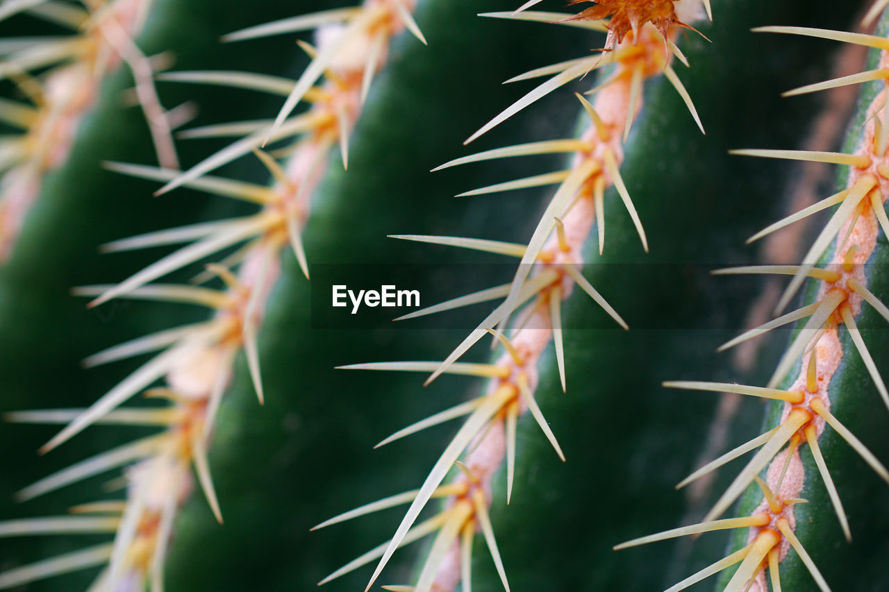 CLOSE-UP OF CACTUS ON PLANT