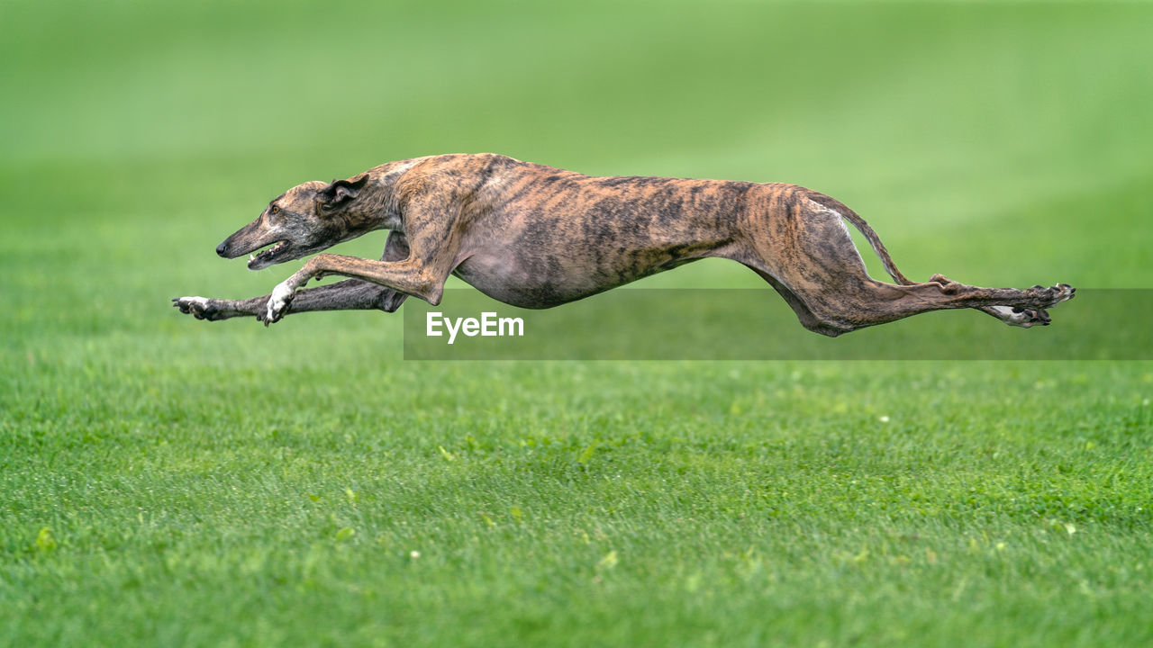 Greyhound jumping over grassy field